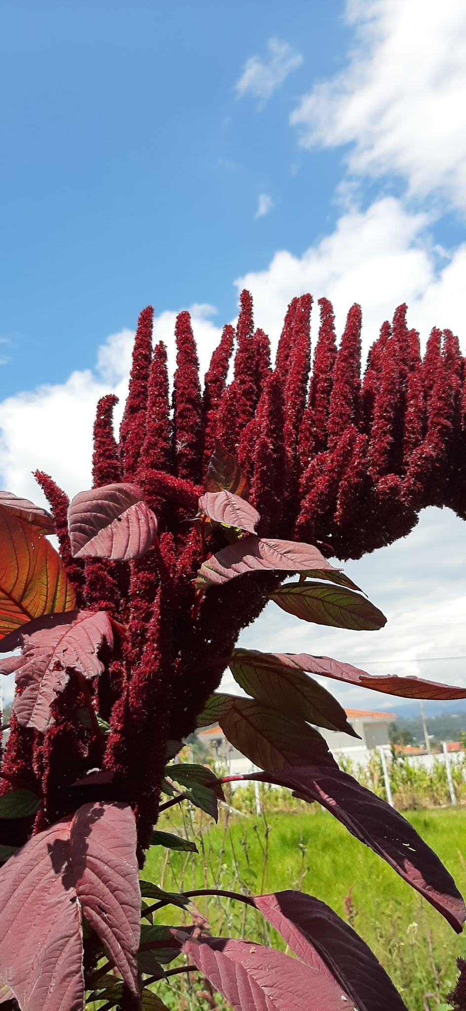 Amaranthus image