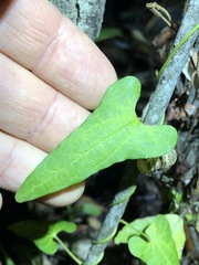 Aristolochia meridionalis