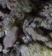 Baseodiscus hemprichii