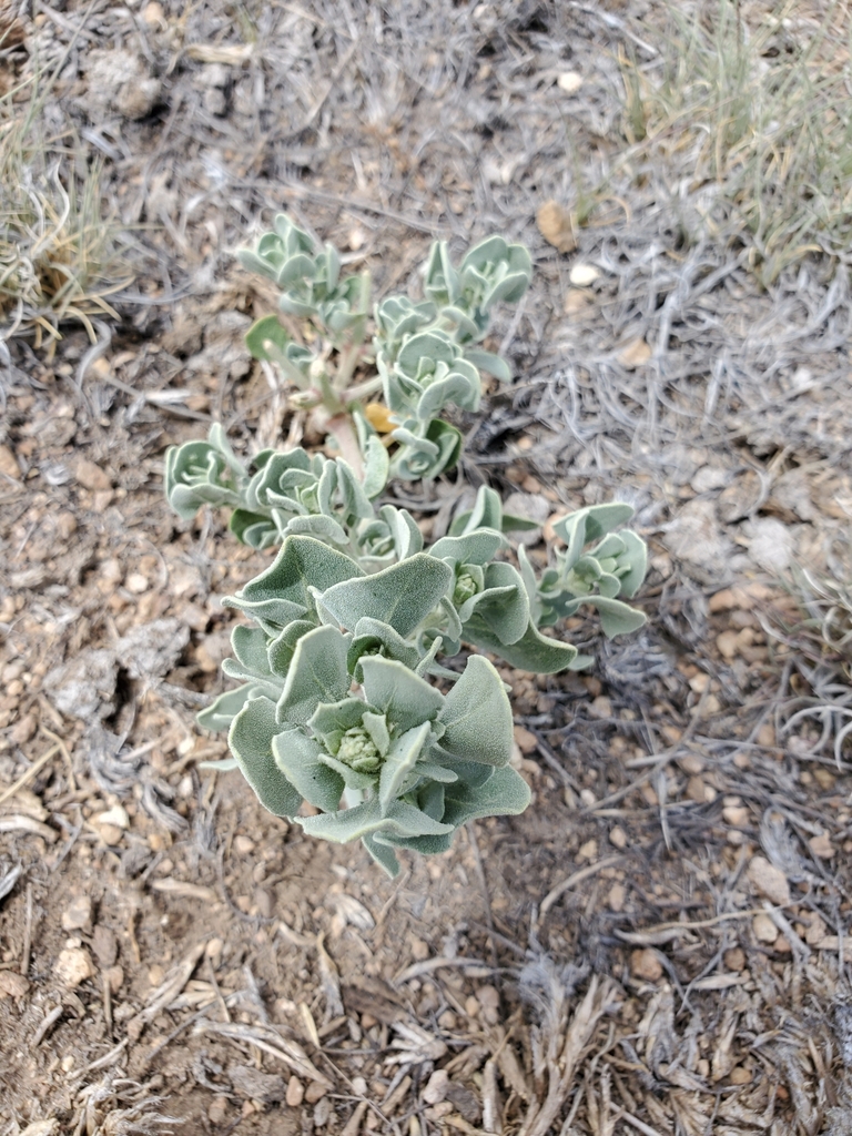 Watson's Goosefoot