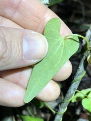 Aristolochia meridionalis