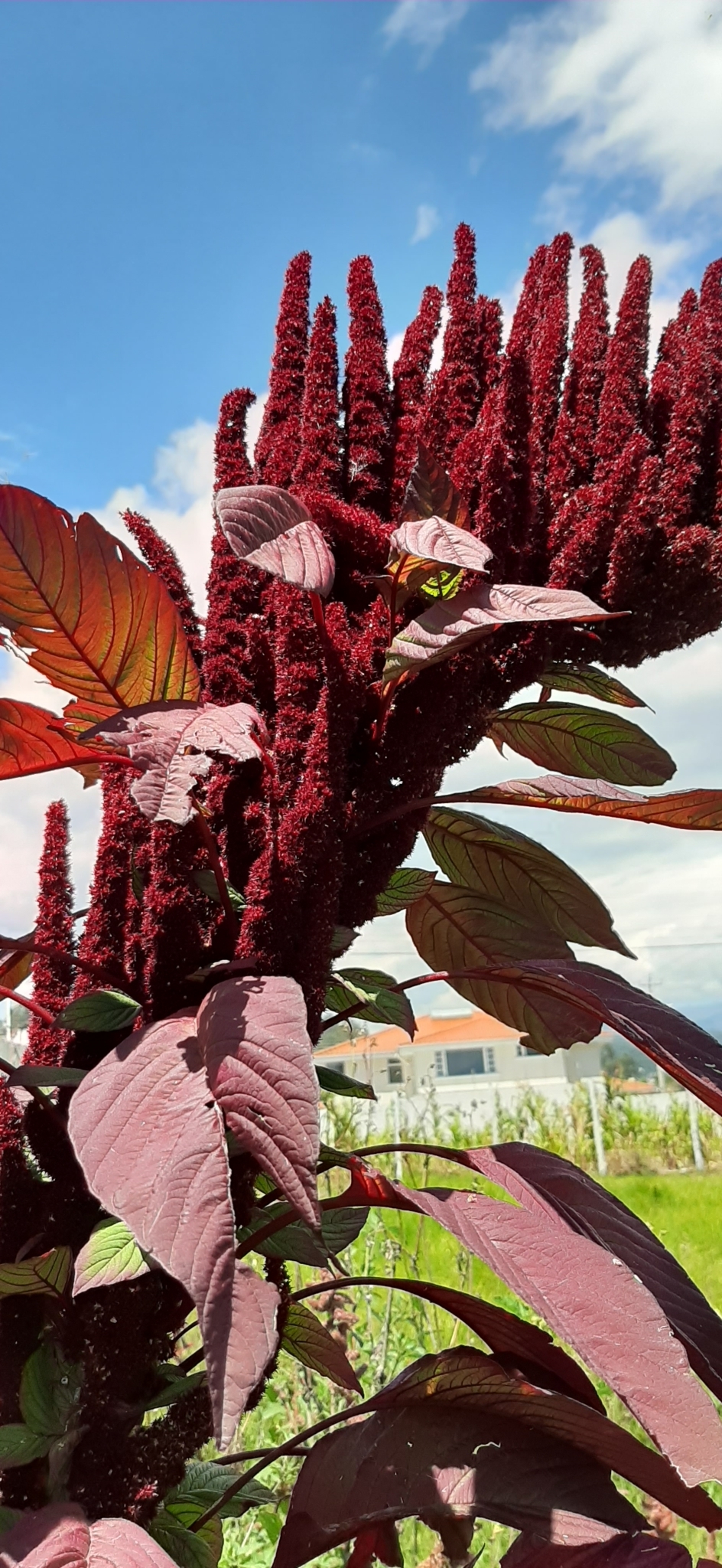 Amaranthus cruentus image