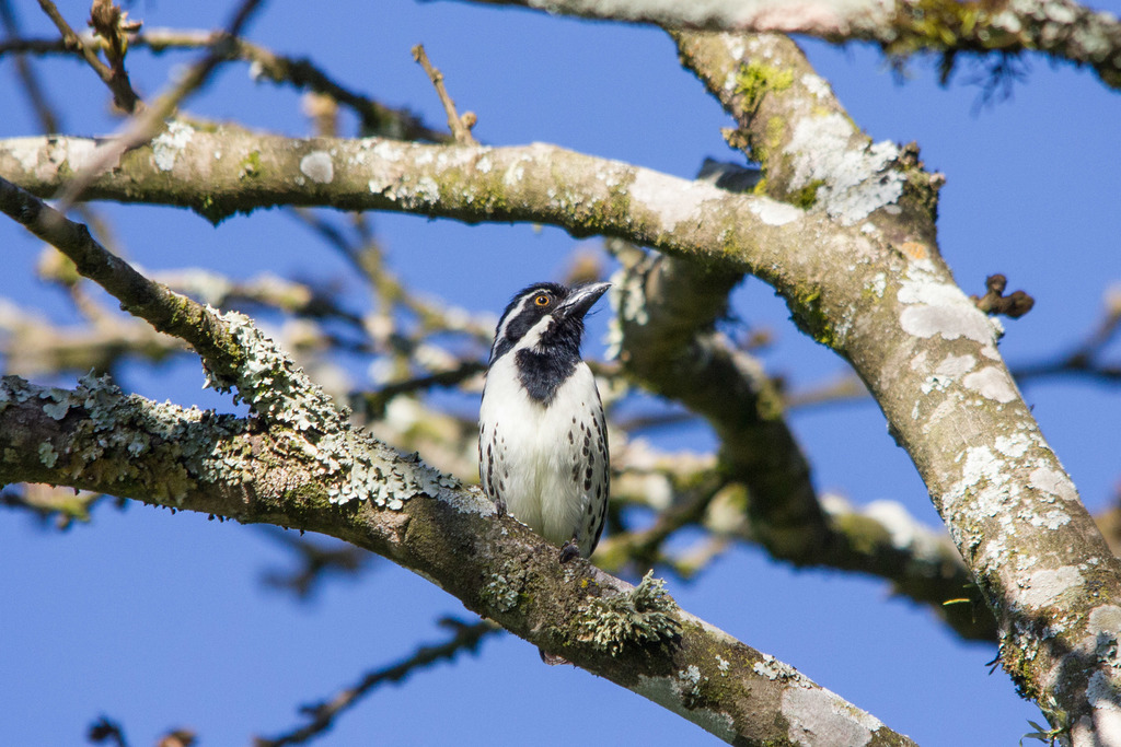 Spot-Flanked Barbet