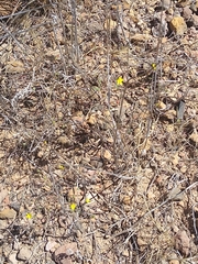 Hesperolinon breweri