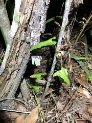 Aristolochia meridionalis