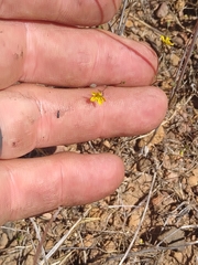 Hesperolinon breweri