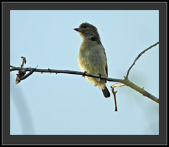 Green Tinkerbird photo 2