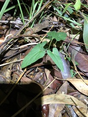Aristolochia meridionalis