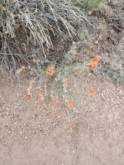 Sphaeralcea digitata