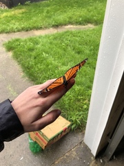 Danaus plexippus