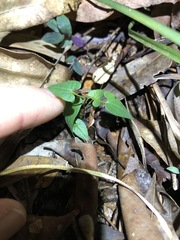 Aristolochia meridionalis