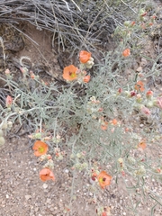 Sphaeralcea digitata