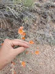 Sphaeralcea digitata