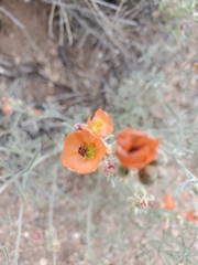 Sphaeralcea digitata
