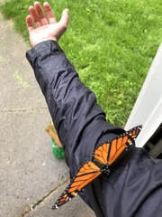 Danaus plexippus