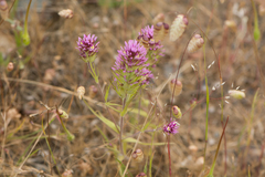 Castilleja densiflora densiflora
