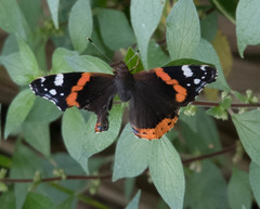 Vanessa atalanta atalanta