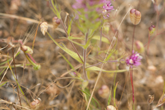 Castilleja densiflora densiflora