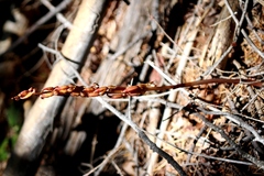 Corallorhiza maculata