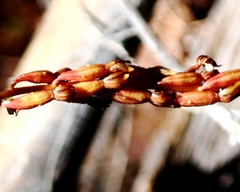 Corallorhiza maculata