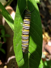 Danaus plexippus