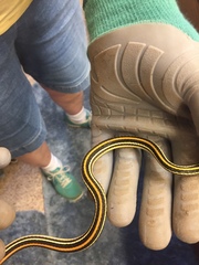 Thamnophis proximus proximus