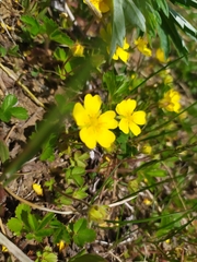 Potentilla stolonifera