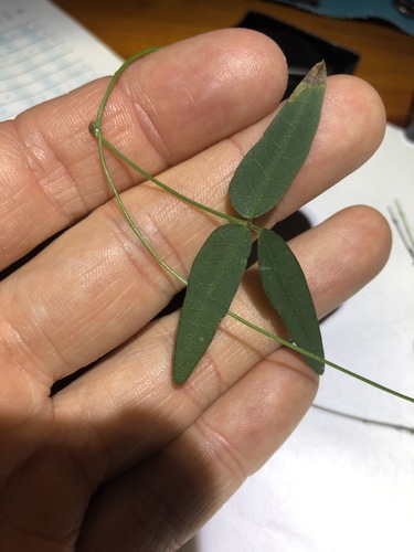Image of Glycine microphylla by (c) Greg Tasney, some rights reserved (CC BY-SA)