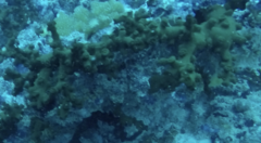 Tubastraea micranthus image