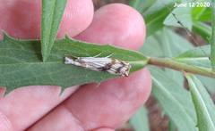 Chrysoteuchia mandschurica