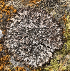 Punctelia stictica