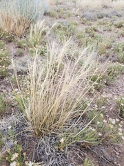 Elymus elymoides brevifolius
