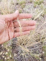 Elymus elymoides brevifolius