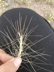 Elymus elymoides brevifolius