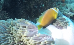 Amphiprion nigripes