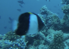 Hemitaurichthys zoster