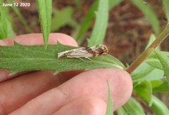 Chrysoteuchia mandschurica