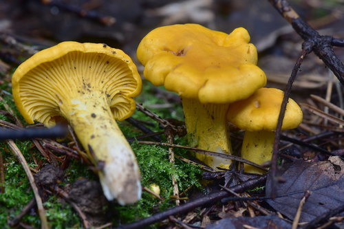 Smooth Chanterelle