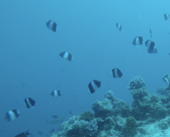 Hemitaurichthys zoster