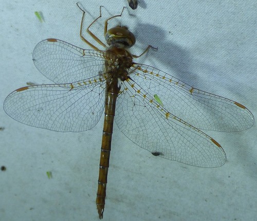 Alabama Shadowdragon photographed in South Carolina