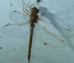 Neurocordulia alabamensis