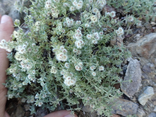 Image of Galium hypotrichium by (c) Martin Purdy, some rights reserved (CC BY)