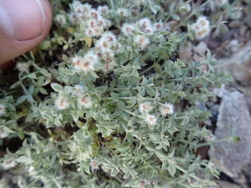 Image of Galium hypotrichium by (c) Martin Purdy, some rights reserved (CC BY)