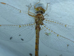 Neurocordulia alabamensis