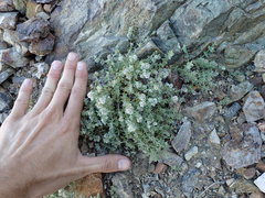 Galium hypotrichium