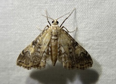 Elophila faulalis