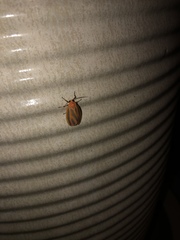 Hypoprepia miniata