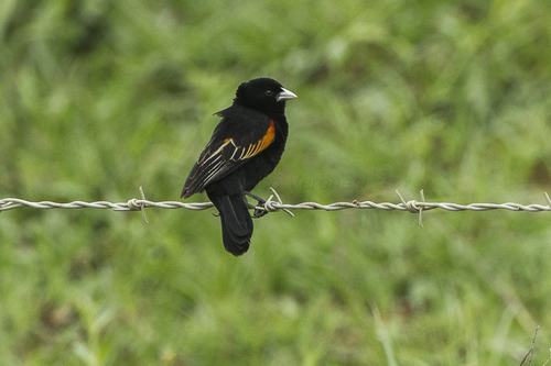Fan-tailed Widowbird