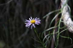 Erigeron algidus