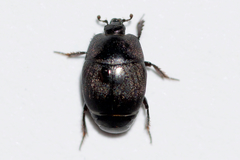 Hypocaccus fraternus
